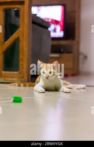 A playful tabby cat lying on the floor sweet and fluffy. Funny domestic animal. Stock Photo