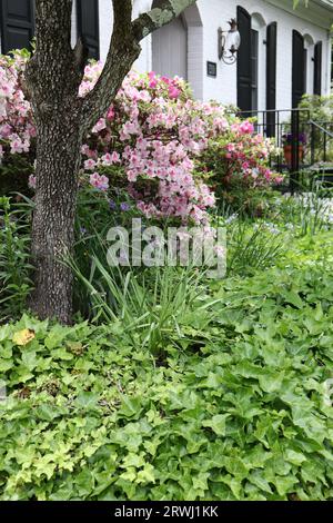 Pink Azalea Bush and Landscape Design Stock Photo
