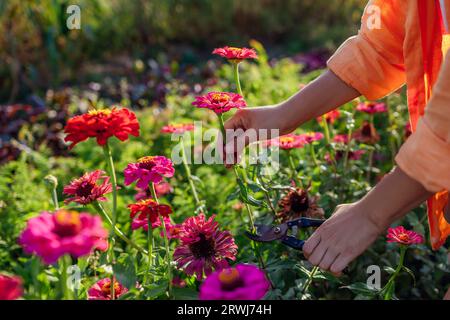 Woman gardener picks colorful zinnias in summer garden using pruner. Cut flowers harvest. Close up. Growing annual plants Stock Photo