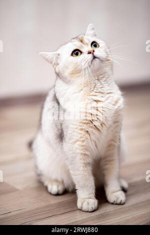 british silver tabby cat at home. Stock Photo