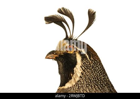 California Quail 20120915_3560, The feathers on the head ar…