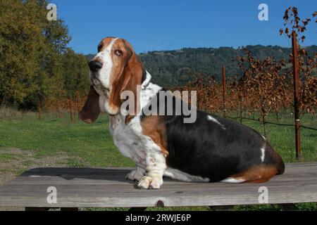 Basset Hound sitting on a table in a vineyard with mountains in the background Stock Photo