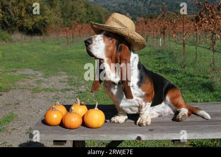 Basset Hound sitting on table wearing a hat. In a vineyard with pumpkins on the table. Stock Photo