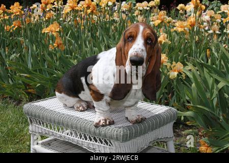Basset Hound sitting on small table in a field of Iris. Stock Photo