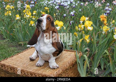 Basset Hound sitting on table in a field of Iris Stock Photo