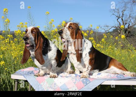 2 Basset Hounds sitting on a covered table in a field of wild mustard with blue sky. Stock Photo