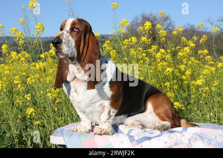 Basset Hound sitting on a covered table in a field of wild mustard with blue sky. Stock Photo