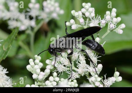 Thread-waisted Wasp, Sphex sp., foraging on Lateflowering Thoroughwort, Eupatorium serotinum Stock Photo