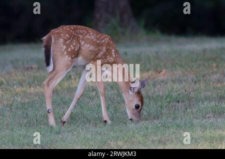 White-tailed Deer, Odocoileus virginianus, fawn grazing Stock Photo
