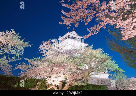 Night view of Tsurugajo Castle in bloom with cherry blossoms Stock Photo