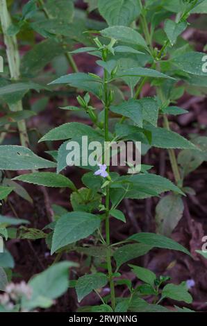 Sharpwing Monkeyflower, Mimulus alatus Stock Photo - Alamy