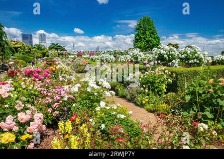 Yamashita Park with roses in bloom Stock Photo