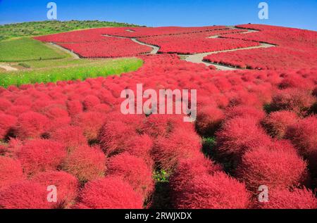 Autumn leaves of kochia Stock Photo