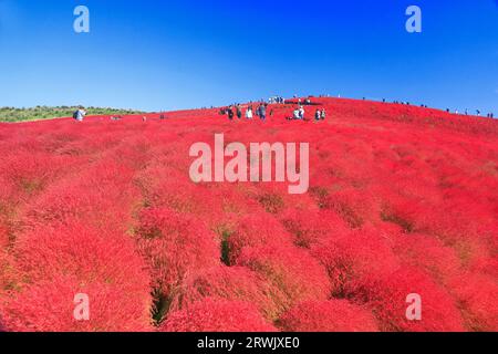 Autumn leaves of kochia Stock Photo