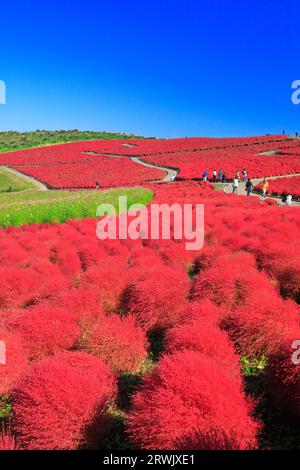 Autumn leaves of kochia Stock Photo