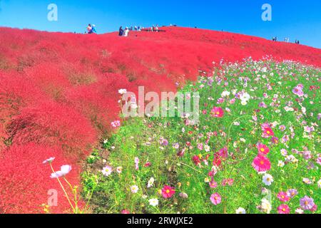 Autumn leaves of kochia Stock Photo