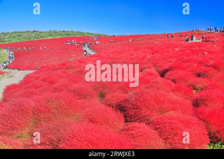 Autumn leaves of kochia Stock Photo