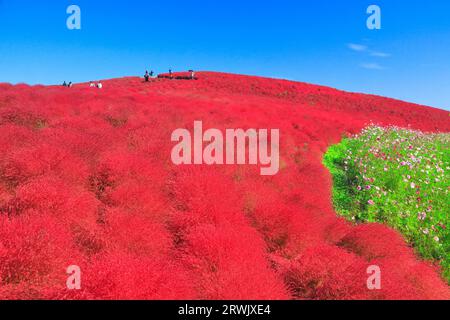 Autumn leaves of kochia Stock Photo