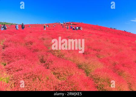 Autumn leaves of kochia Stock Photo