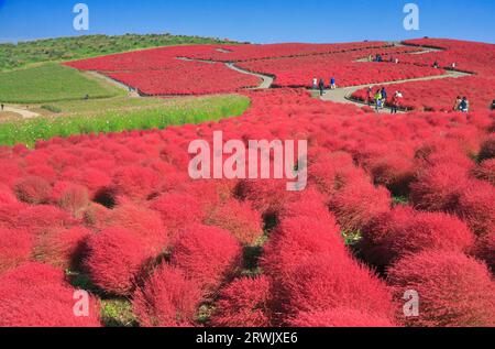 Autumn leaves of kochia Stock Photo