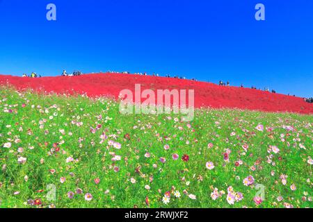 Autumn leaves of kochia Stock Photo