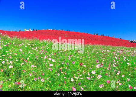 Autumn leaves of kochia Stock Photo