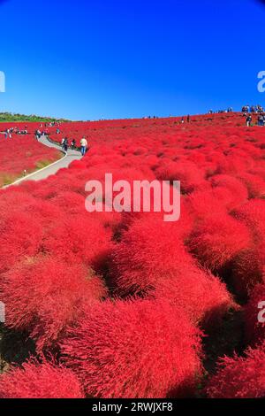 Autumn leaves of kochia Stock Photo