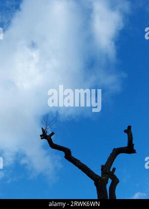 big Dead tree branch against blue sky with clouds Stock Photo - Alamy
