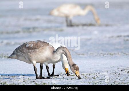 Whooper Swan (Cygnus cygnus), many pairs form a lifelong community (Photo Whooper Swan young bird and adult birds on a snow-covered meadow), Whooper Stock Photo