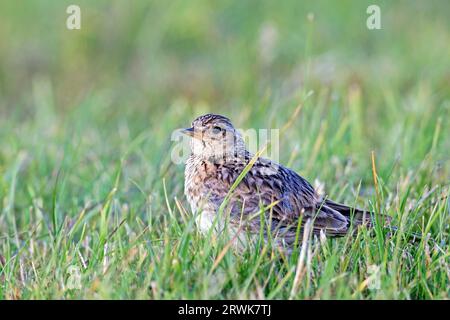 Eurasian skylarks (Alauda arvensis) are ground breeders (Photo Skylark adult bird after the breeding season), Eurasian Skylark makes a grass nest on Stock Photo