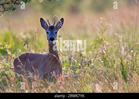 European roe deers (Capreolus capreolus) need 1, 3 litres of water per 10 kg body weight per day, mostly the liquid is absorbed through the food Stock Photo