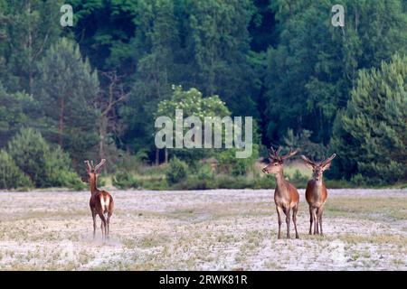 Red deer, the social ranking in the deer herd is determined by various behaviours (Photo red deer (Cervus elaphus) with velvet antlers), Red Deer is Stock Photo