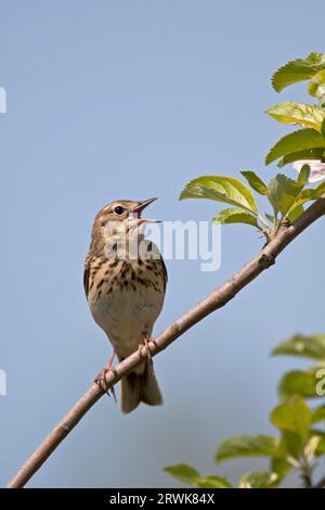 Tree Pipit (Anthus trivialis), the nest is made on the ground among grass tussocks (Photo male on song post), Tree Pipit nest on the ground among Stock Photo