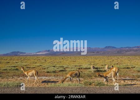 Guanaco lamas on picturesque landscape in Argentina, south America Stock Photo