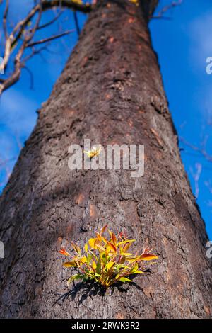 Devastated flora and fauna on theroad to Lake Mountain ski resort after 2009 Black Saturday bushfires near Marysville, Victoria, Australia Stock Photo