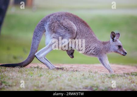An inquisitive kangaroo looks up from grazing in Hunter Valley, New South Wales, United Kingdom Stock Photo