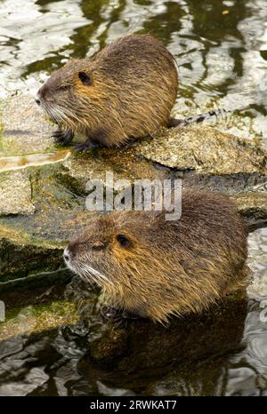 The beaver rat, also called nutria or more rarely swamp beaver, tail beaver, tail rat, water rat, is a rodent species originating from South America Stock Photo