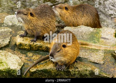 The beaver rat, also called nutria or more rarely swamp beaver, tail beaver, tail rat, water rat, is a rodent species originating from South America Stock Photo