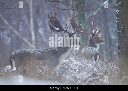 Fallow Deer, the deer live in separate herds outside the rut, separated from the herds of females and their calves (Photo Fallow Deer (Dama dama) in Stock Photo