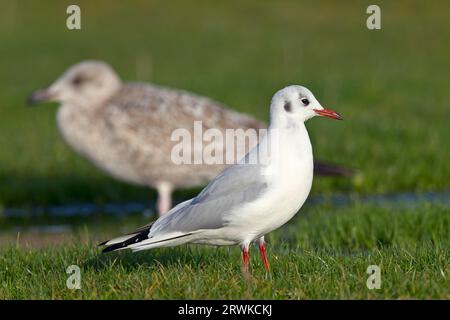 Black-headed gull (Chroicocephalus ridibundus) in winter plumage and european herring gull (Larus argentatus) in juvenile plumage in first winter Stock Photo