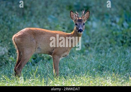 Roe Deer buck, yearling with abnormal antler watching the photographer (Roe Deer) (european roe deer (Capreolus capreolus) Stock Photo