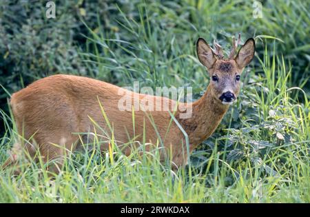 Roe Deer buck, yearling with abnormal antler watching the photographer (Roe Deer) (european roe deer (Capreolus capreolus) Stock Photo