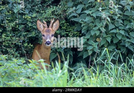 Roe Deer buck, yearling with abnormal antler watching the photographer (Roe Deer) (european roe deer (Capreolus capreolus) Stock Photo