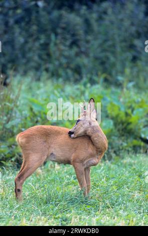 Roe Deer buck, yearling with abnormal antler grooming (European Roe Deer) (Roe), Young Roe Deer buck with abnormal antler grooming (European Roe Stock Photo