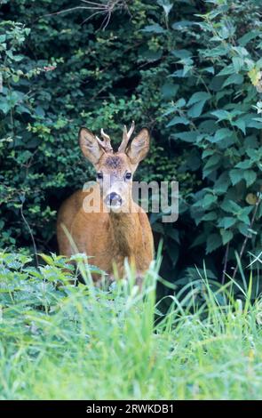 Roe Deer buck, yearling with abnormal antler watching the photographer (Roe Deer) (european roe deer (Capreolus capreolus) Stock Photo