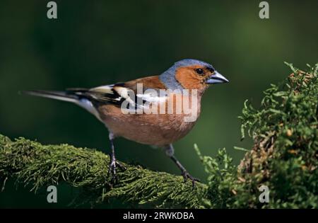 Common chaffinch (Fringilla coelebs) adult male in breeding plumage sits on a mossy branch (Chaffinch) Stock Photo