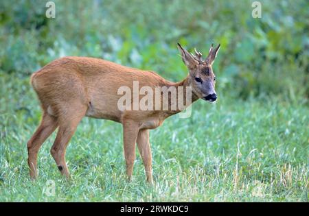 Roe Deer buck, yearling with abnormal antler standing in a forest meadow (european roe deer (Capreolus capreolus) Stock Photo