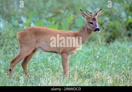 Roe Deer buck, yearling with abnormal antler standing in a forest meadow (european roe deer (Capreolus capreolus) Stock Photo