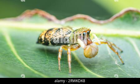 A Jumping spider on green leaf, Selective focus, Macro photos. Stock Photo