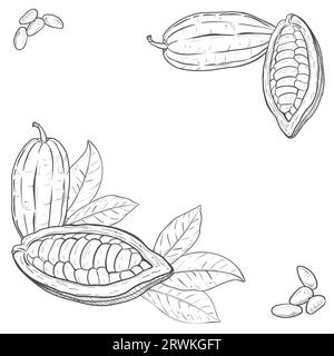 Vector illustration square set of cocoa leaves, peeled and closed beans and seeds in the corners. Black outline of branch, graphic drawing. For Stock Vector